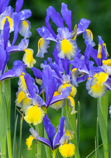 Dutch Iris Miss Saigon ( Iris Hollandia ) 5 Bulbs