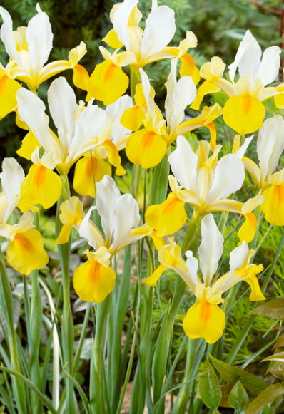 Dutch Iris Symphony ( Iris Hollandia ) 5 Bulbs