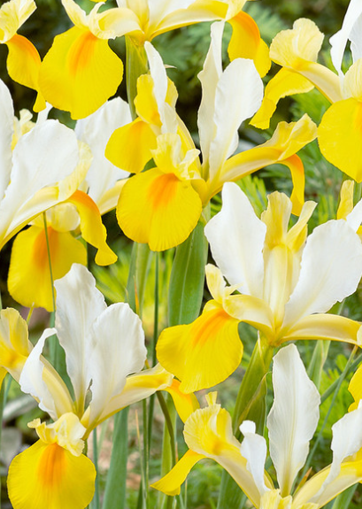 Dutch Iris Symphony ( Iris Hollandia ) 5 Bulbs