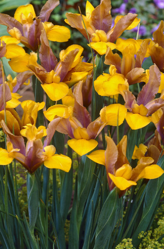 Dutch Iris Bronze Perfection ( Iris Hollandia ) 5 Bulbs