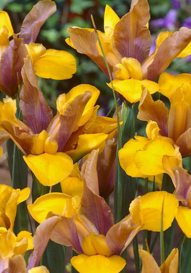 Dutch Iris Bronze Perfection ( Iris Hollandia ) 5 Bulbs