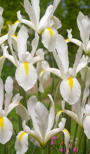Dutch Iris White Excelsior ( Iris Hollandia ) 5 Bulbs