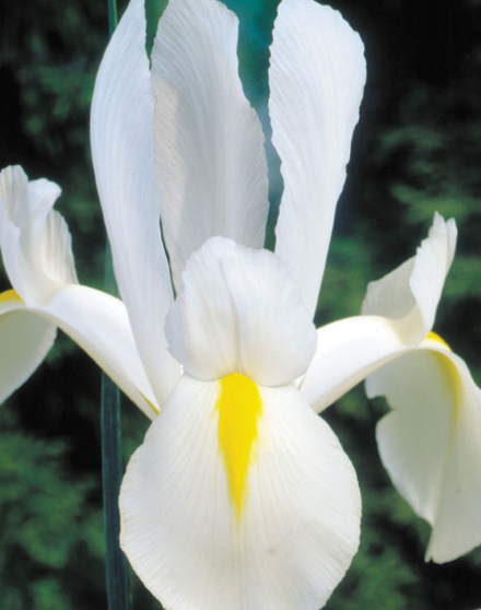 Dutch Iris White Excelsior ( Iris Hollandia ) 5 Bulbs