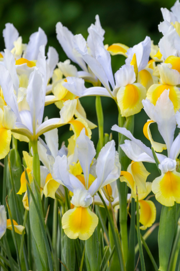 Dutch Iris Apollo ( Iris Hollandia ) 5 Bulbs