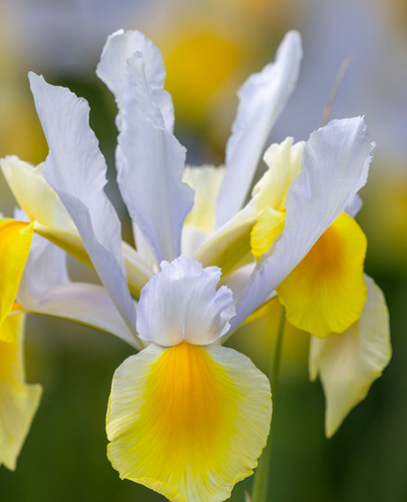 Dutch Iris Apollo ( Iris Hollandia ) 5 Bulbs