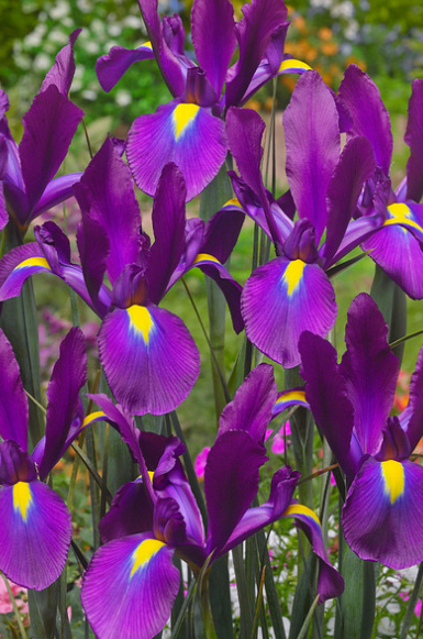 Dutch Iris Purple Sensation ( Iris Hollandia ) 5 Bulbs