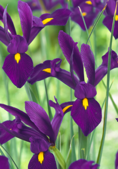 Dutch Iris Purple Sensation ( Iris Hollandia ) 5 Bulbs