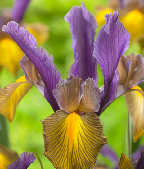 Iris Dutch 'Picasso' ( Iris Hollandia ) 5 Bulbs