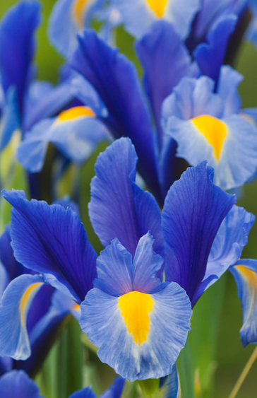 Dutch Iris Blue Magic ( Iris Hollandia ) 5 Bulbs