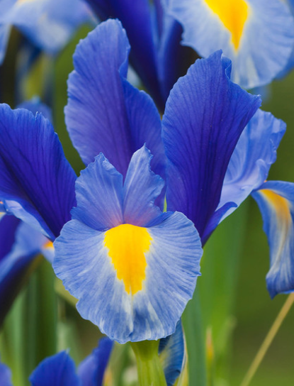 Dutch Iris Blue Magic ( Iris Hollandia ) 5 Bulbs