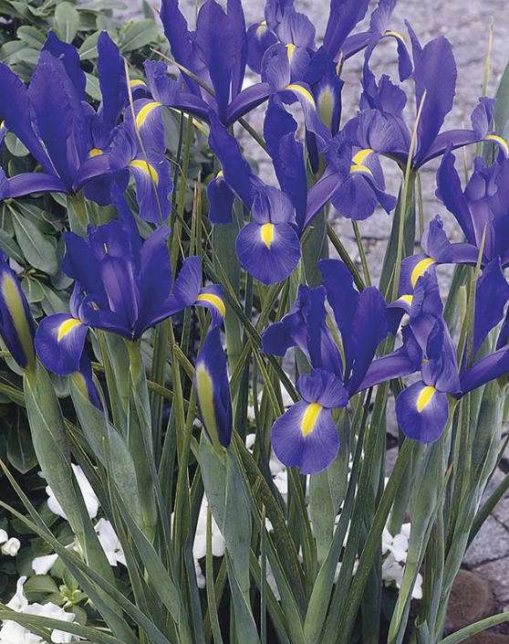 Dutch Iris Sapphire Beauty ( Iris Hollandia ) 5 Bulbs