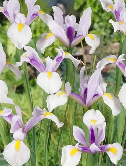 Iris Dutch 'Carmen' ( Iris Hollandia ) 5 Bulbs