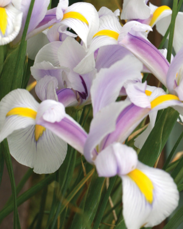 Iris Dutch 'Carmen' ( Iris Hollandia ) 5 Bulbs