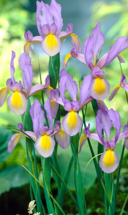 Iris Dutch 'Rosario' ( Iris Hollandia ) 5 Bulbs