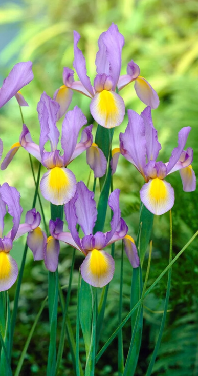 Iris Dutch 'Rosario' ( Iris Hollandia ) 5 Bulbs