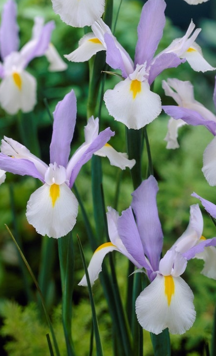 Dutch Iris Silver Beauty ( Iris Hollandia ) 5 Bulbs