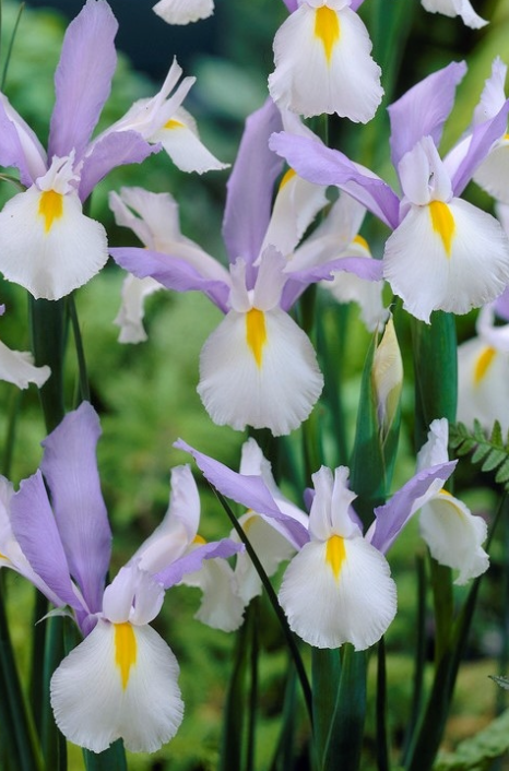 Dutch Iris Silver Beauty ( Iris Hollandia ) 5 Bulbs