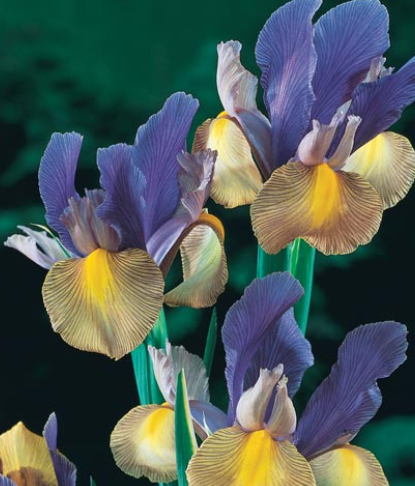 Dutch Iris Mystic Beauty ( Iris Hollandia ) 5 Bulbs