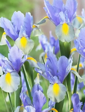 Dutch Iris Mystic Beauty ( Iris Hollandia ) 5 Bulbs