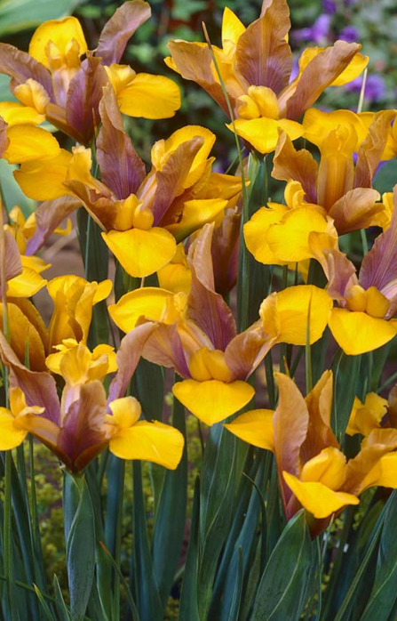 Dutch Iris Bronze Queen ( Iris Hollandia ) 5 Bulbs