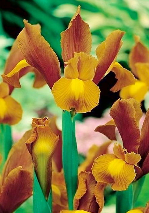 Dutch Iris Bronze Queen ( Iris Hollandia ) 5 Bulbs