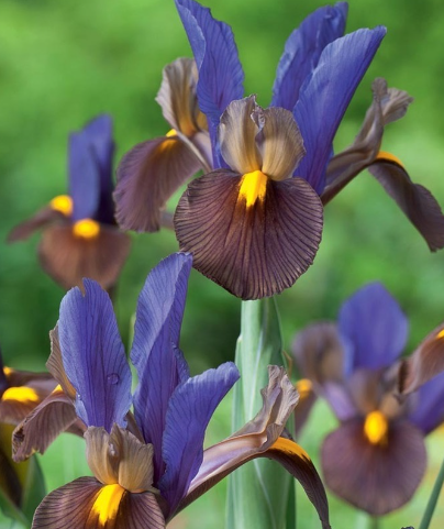 Dutch Iris Tigereye ( Iris Hollandia ) 5 Bulbs