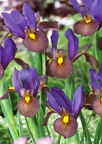 Dutch Iris Tigereye ( Iris Hollandia ) 5 Bulbs