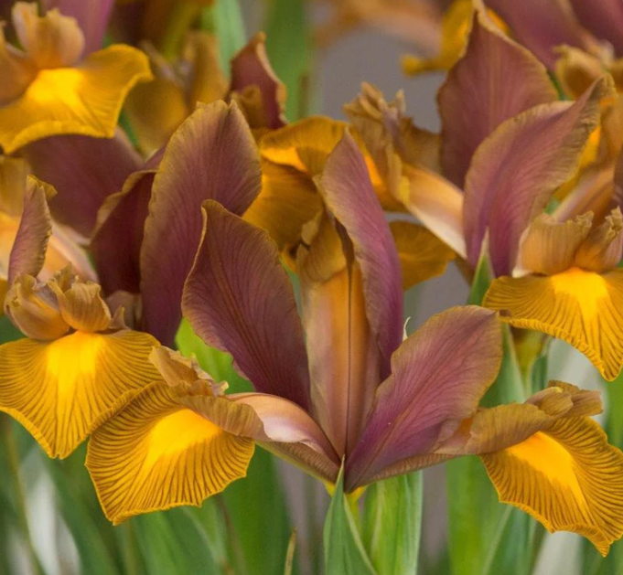 Dutch Iris Lion King ( Iris Hollandia ) 5 Bulbs