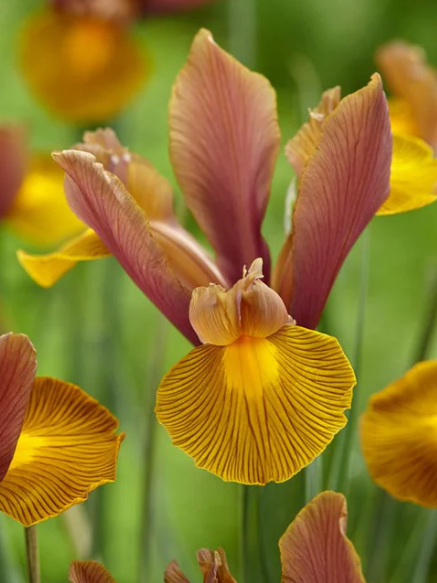 Dutch Iris Lion King ( Iris Hollandia ) 5 Bulbs