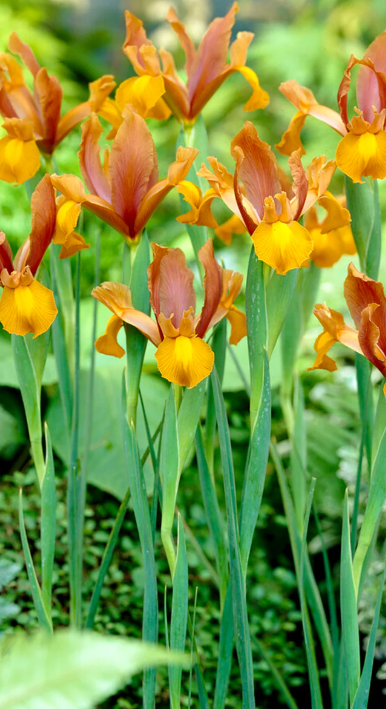 Dutch Iris Autumn Princess ( Iris Hollandia ) 5 Bulbs