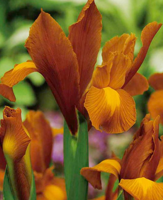 Dutch Iris Autumn Princess ( Iris Hollandia ) 5 Bulbs
