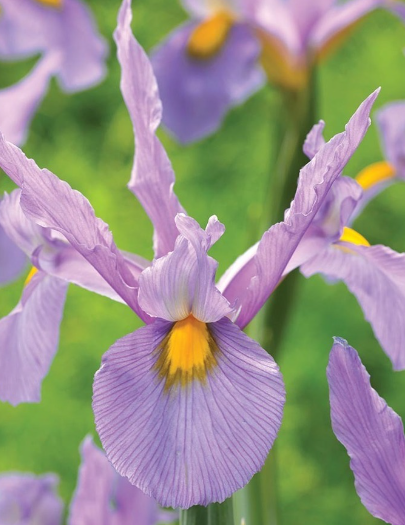 Dutch Iris Panther ( Iris Hollandia ) 5 Bulbs