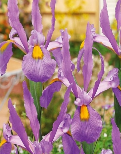 Dutch Iris Panther ( Iris Hollandia ) 5 Bulbs
