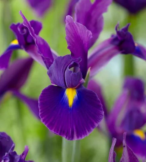 Dutch Iris Valentine ( Iris Hollandia ) 5 Bulbs