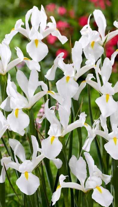 Dutch Iris Alaska ( Iris Hollandia ) 5 Bulbs