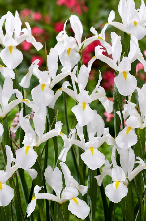 Dutch Iris Alaska ( Iris Hollandia ) 5 Bulbs