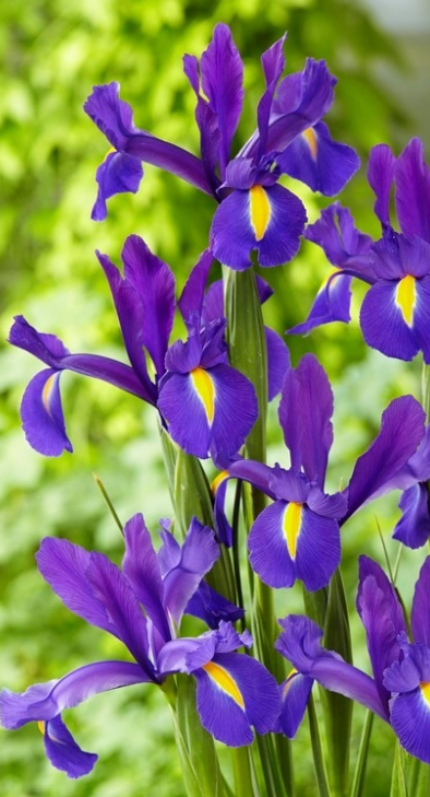 Dutch Iris Discovery Purple ( Iris Hollandia ) 5 Bulbs