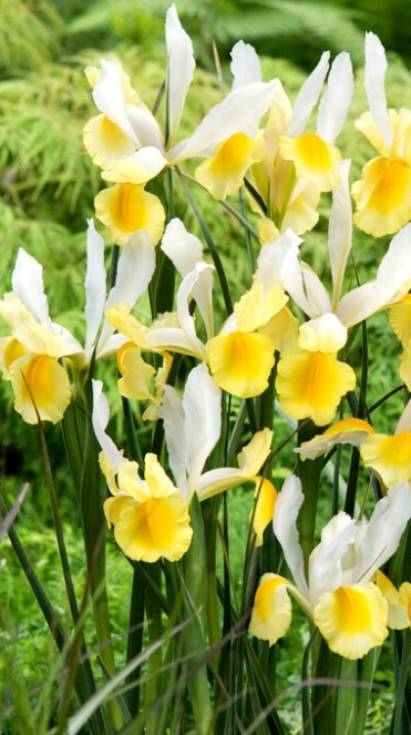 Dutch Iris Montecito ( Iris Hollandia ) 5 Bulbs