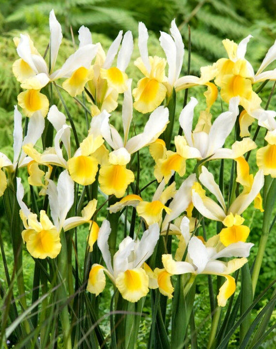 Dutch Iris Montecito ( Iris Hollandia ) 5 Bulbs