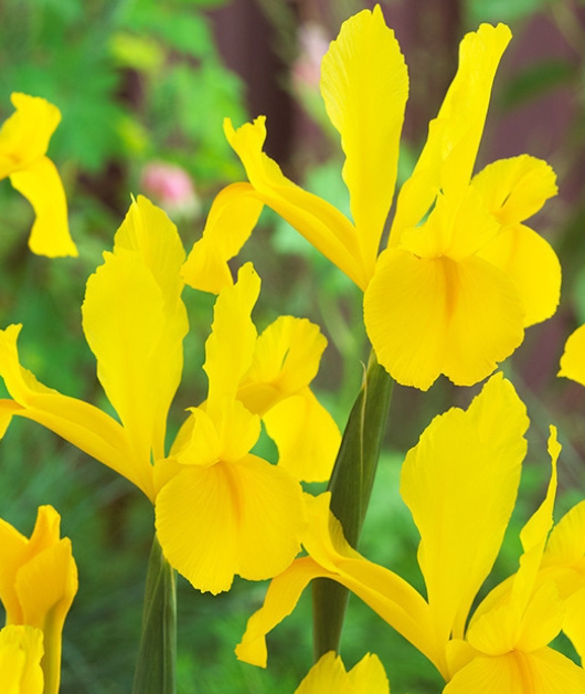 Dutch Iris Golden Harvest ( Iris Hollandia ) 5 Bulbs