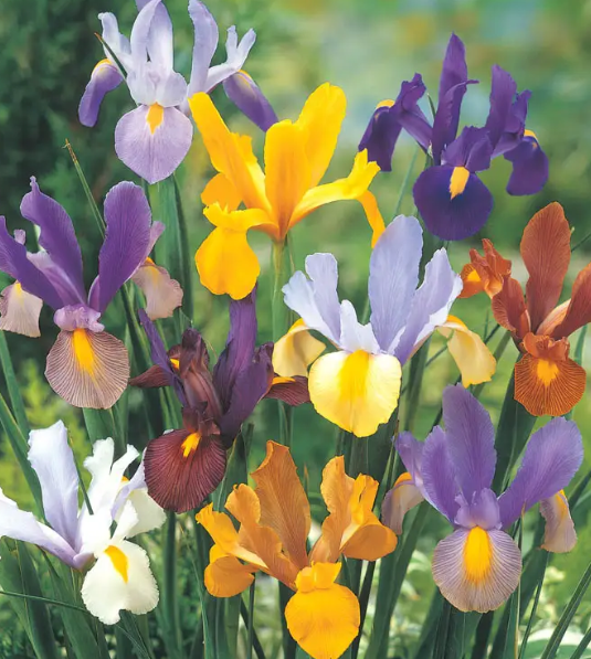 Dutch Iris Mix ( Iris Hollandia ) 8 Bulbs