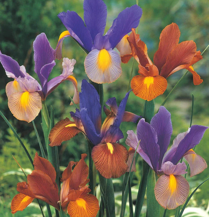Tiger Dutch Iris Mix ( Iris Hollandia ) 8 Bulbs