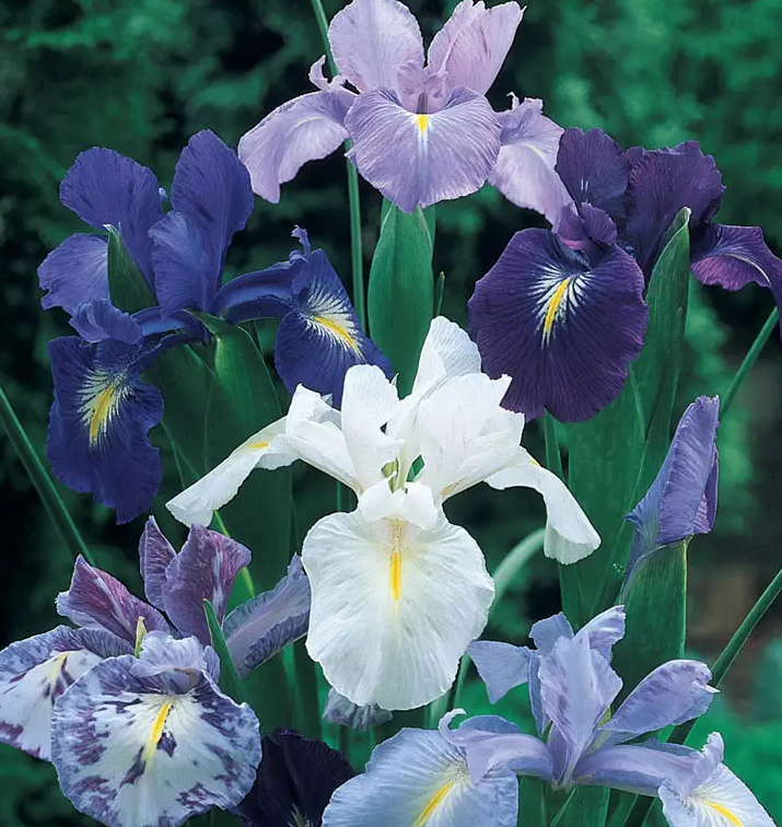 Cool Shades Dutch Iris Mix ( Iris Hollandia ) 8 Bulbs