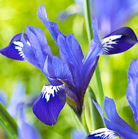 Iris Reticulata Fabiola ( Iris Hollandia ) 5 Bulbs