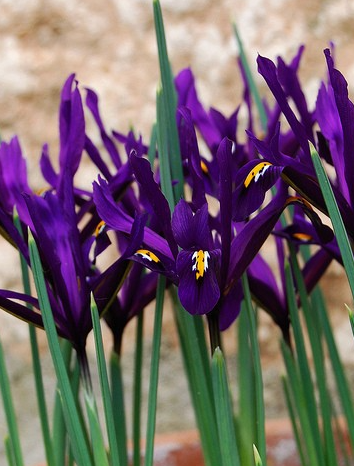 Iris Reticulata Purple Gem ( Iris Hollandia ) 5 Bulbs
