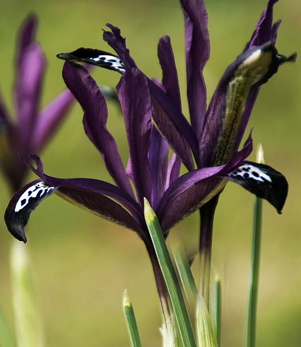 Iris Reticulata Purple Gem ( Iris Hollandia ) 5 Bulbs