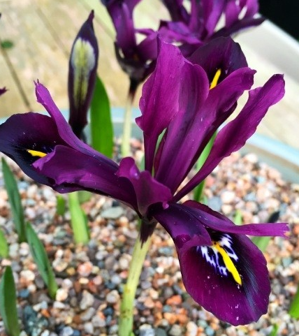 Iris George ( Iris Hollandia ) 5 Bulbs