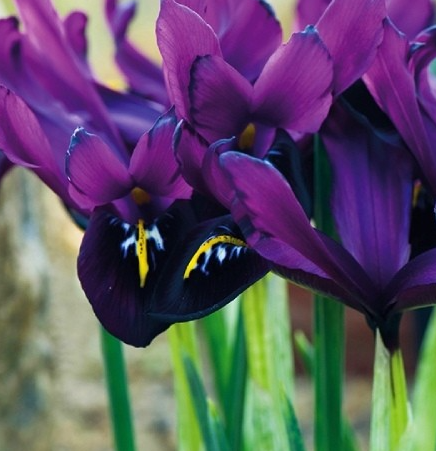 Iris George ( Iris Hollandia ) 5 Bulbs