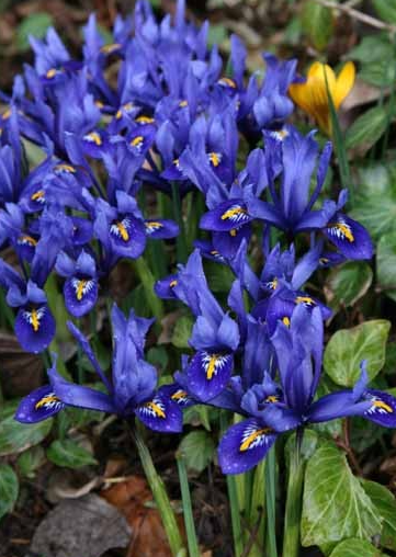 Iris Joyce ( Iris Hollandia ) 5 Bulbs