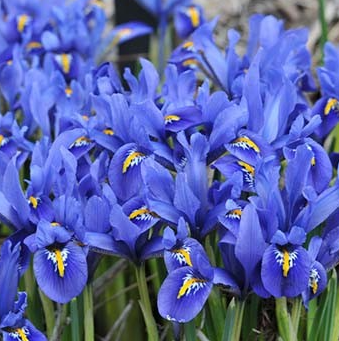 Iris Joyce ( Iris Hollandia ) 5 Bulbs